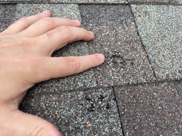 Hail damage on asphalt shingles in Firestone, Colorado &mdash; granule loss and impact bruising of the kind that decides an insurance claim.